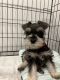 Miniature Schnauzer Puppies for sale in Los Angeles, CA, USA. price: $700