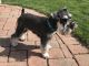 Miniature Schnauzer Puppies for sale in 21 Alexander Dr, Cromwell, CT 06416, USA. price: NA