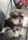 Miniature Schnauzer Puppies for sale in Western, AR 71740, USA. price: $900