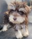Miniature Schnauzer Puppies for sale in Western, AR 71740, USA. price: $900