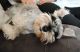 Miniature Schnauzer Puppies for sale in Exeter, NH 03833, USA. price: NA