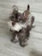 Miniature Schnauzer Puppies for sale in 215 SW 117th Terrace, Pembroke Pines, FL 33025, USA. price: $3,000