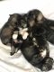 Miniature Schnauzer Puppies for sale in Indianapolis, IN, USA. price: $60,000