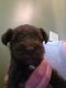 Miniature Schnauzer Puppies for sale in Johnstown, OH 43031, USA. price: $800