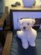 Miniature Schnauzer Puppies for sale in Fairfield, CA, USA. price: $1,800