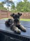 Miniature Schnauzer Puppies for sale in Conroe, TX 77304, USA. price: NA