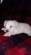 Miniature Schnauzer Puppies for sale in Lawton, OK, USA. price: $95,000