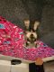 Miniature Schnauzer Puppies for sale in Jasper, GA, USA. price: NA