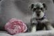 Miniature Schnauzer Puppies for sale in Orem, UT, USA. price: NA