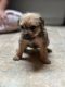 Miniature Schnauzer Puppies for sale in Troutdale, OR 97060, USA. price: $400