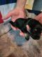 Miniature Schnauzer Puppies for sale in Huntsville, TX, USA. price: NA