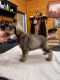 Miniature Schnauzer Puppies for sale in Mitchell, IN 47446, USA. price: NA