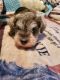 Miniature Schnauzer Puppies for sale in Chicago, IL, USA. price: $1,500