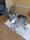 Miniature Schnauzer Puppies for sale in North Hollywood, Los Angeles, CA, USA. price: NA