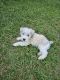 Miniature Schnauzer Puppies for sale in Collins, GA 30421, USA. price: NA