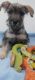 Miniature Schnauzer Puppies for sale in Dos Palos, CA 93620, USA. price: $400