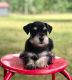 Miniature Schnauzer Puppies for sale in Woodleaf, NC 27054, USA. price: NA