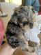 Miniature Schnauzer Puppies for sale in Johnson City, TN 37601, USA. price: $1,200