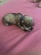 Miniature Schnauzer Puppies for sale in Rocklin, CA, USA. price: NA