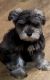 Miniature Schnauzer Puppies for sale in Picayune, MS 39466, USA. price: NA