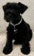 Miniature Schnauzer Puppies for sale in Fort Lauderdale, FL 33326, USA. price: $1,500