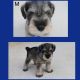 Miniature Schnauzer Puppies for sale in High Point, NC, USA. price: $500