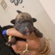 Miniature Schnauzer Puppies for sale in Las Vegas, NV 89106, USA. price: NA
