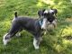 Miniature Schnauzer Puppies for sale in 21 Alexander Dr, Cromwell, CT 06416, USA. price: NA