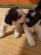 Miniature Schnauzer Puppies for sale in Lincolnton, NC 28092, USA. price: NA