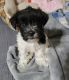 Miniature Schnauzer Puppies for sale in 2816 Bellevue St, Houston, TX 77017, USA. price: $1,500