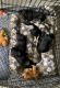 Miniature Schnauzer Puppies for sale in Tullahoma, TN, USA. price: NA