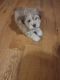 Miniature Schnauzer Puppies for sale in New Madison, OH 45346, USA. price: NA