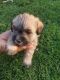 Miniature Schnauzer Puppies for sale in Big Spring, TX 79720, USA. price: NA