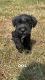 Miniature Schnauzer Puppies for sale in Lucedale, MS 39452, USA. price: NA