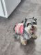 Miniature Schnauzer Puppies for sale in Port Clinton, OH 43452, USA. price: $1,000