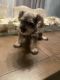 Miniature Schnauzer Puppies for sale in Miami, FL, USA. price: $600