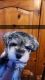 Miniature Schnauzer Puppies for sale in Bellingham, WA, USA. price: $1,000