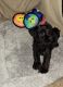 Miniature Schnauzer Puppies for sale in Sherman-Denison, TX, TX, USA. price: $400