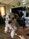 Miniature Schnauzer Puppies for sale in Big Spring, TX 79720, USA. price: NA