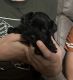 Miniature Schnauzer Puppies for sale in Orange, TX 77630, USA. price: $700