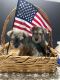 Miniature Schnauzer Puppies for sale in Katy, TX, USA. price: $500