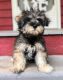 Miniature Schnauzer Puppies for sale in Macon, GA 31217, USA. price: NA
