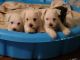 Miniature Schnauzer Puppies for sale in Benson, MN 56215, USA. price: $500
