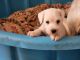 Miniature Schnauzer Puppies for sale in Benson, MN 56215, USA. price: NA