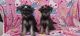 Miniature Schnauzer Puppies for sale in St Cloud, FL, USA. price: $800