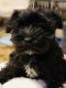 Miniature Schnauzer Puppies for sale in Ankeny, IA 50023, USA. price: NA