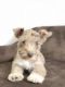Miniature Schnauzer Puppies for sale in Hialeah, FL, USA. price: $2,500