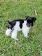 Miniature Schnauzer Puppies for sale in 2816 Bellevue St, Houston, TX 77017, USA. price: $900