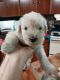 Miniature Schnauzer Puppies for sale in Greenville, SC, USA. price: $700