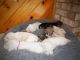 Miniature Schnauzer Puppies for sale in Hudson, WI 54016, USA. price: $1,250